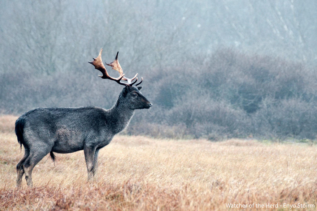 Watcher of the Herd