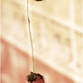 Hanging strawberry II