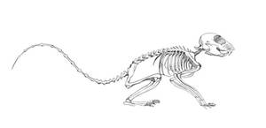 Skeleton Study Squirrel