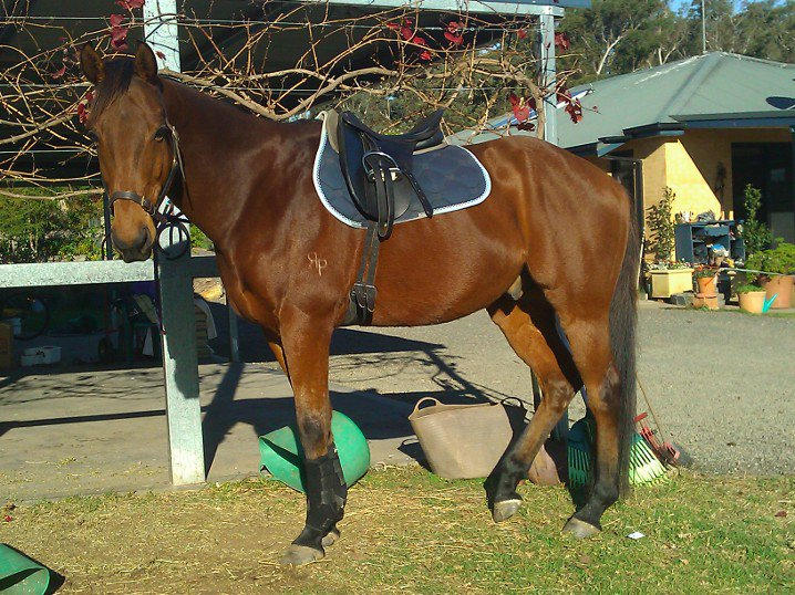 Bobby with tack