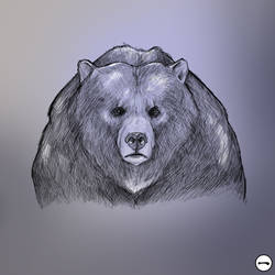 Estudio Grizzlie