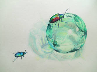 Glass and beetles