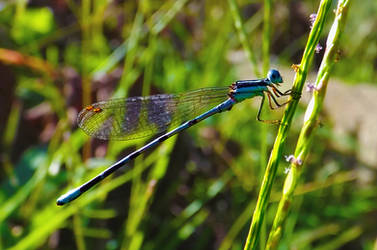 Damselfly by icycatelf