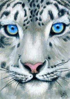 Snow Leopard