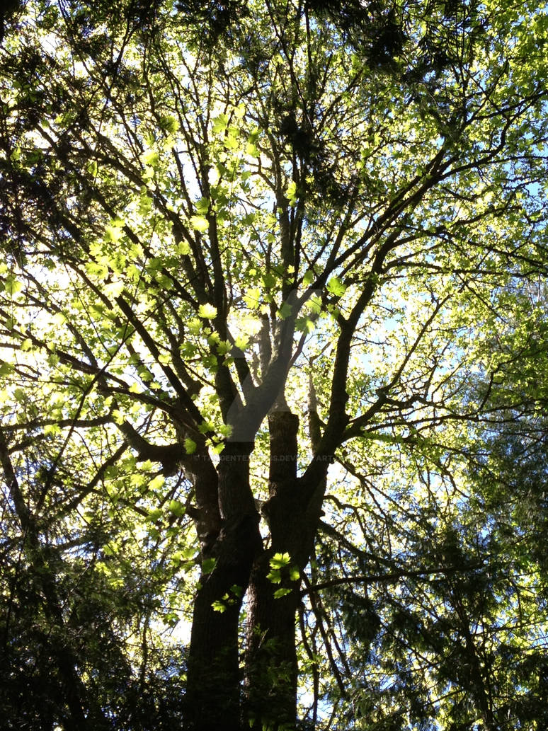 Tree in Trumpeter Creek