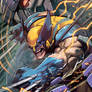 Wolverine Rage Art Picture