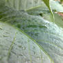 Leaf after rain