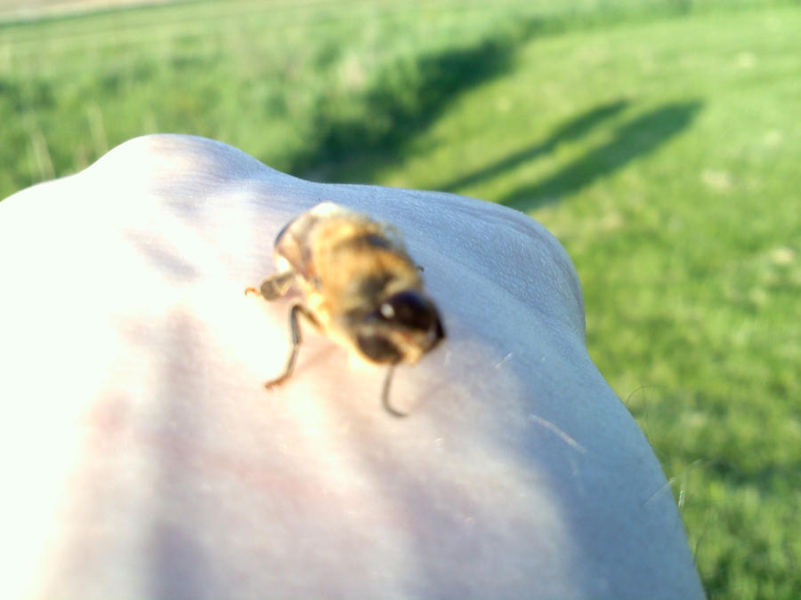 Worker Bee by Mugenblades24 on DeviantArt