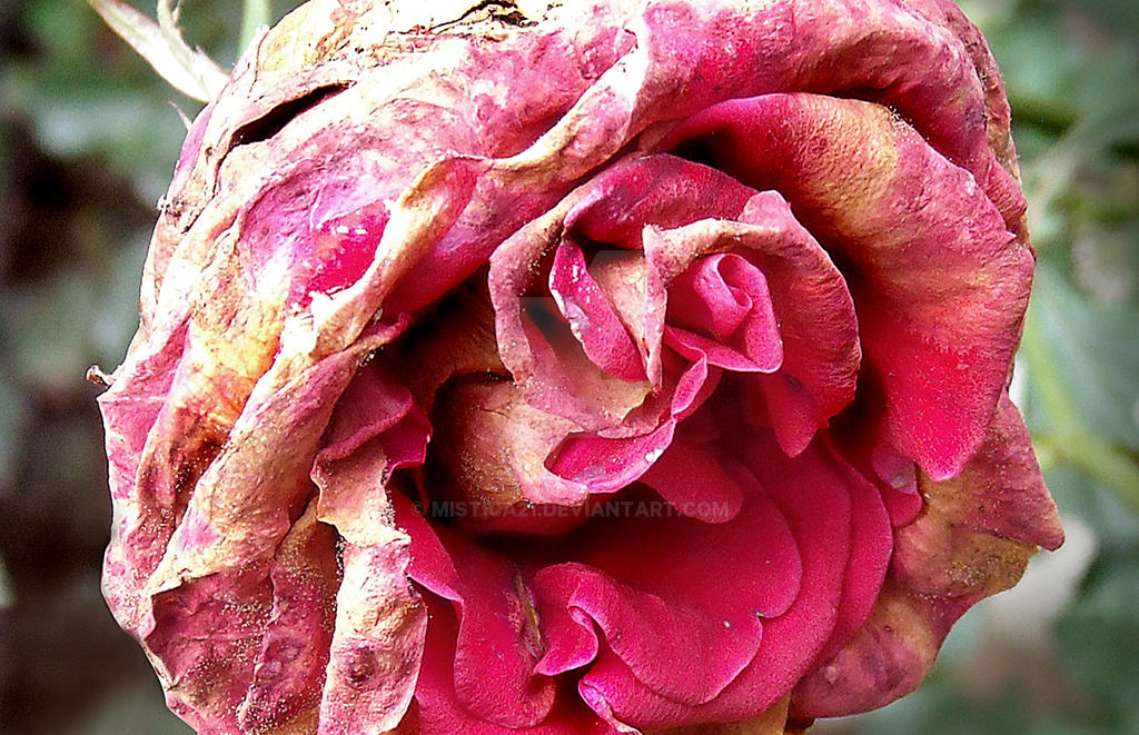 Demon Fox Roses Royal Demon Rose by Mistica21 on DeviantArt