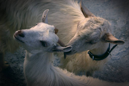 'Lovegoats'