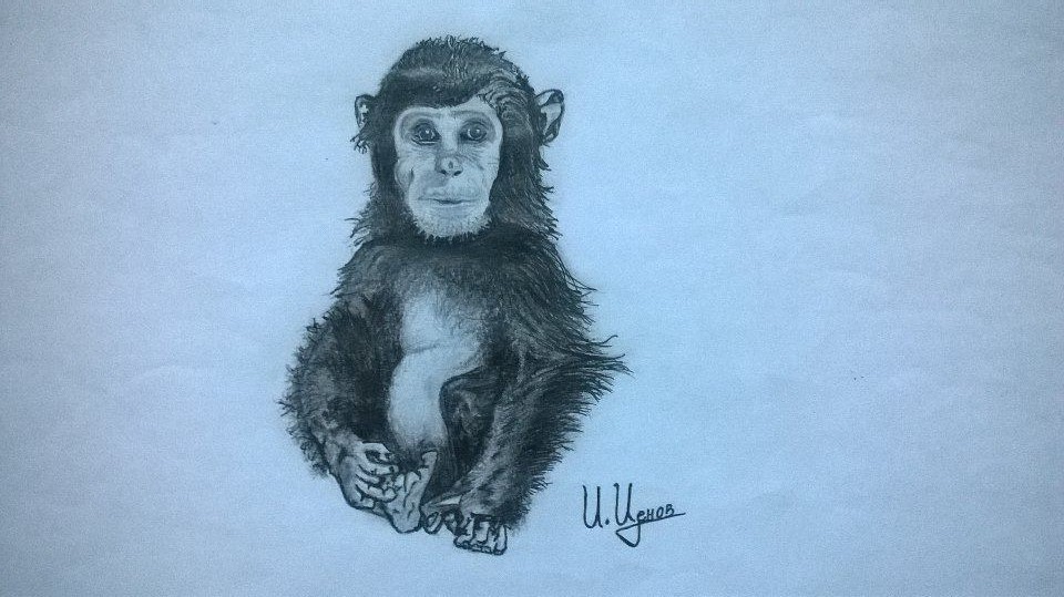 Monkey Sketchbook