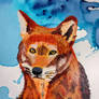 Red Wolf