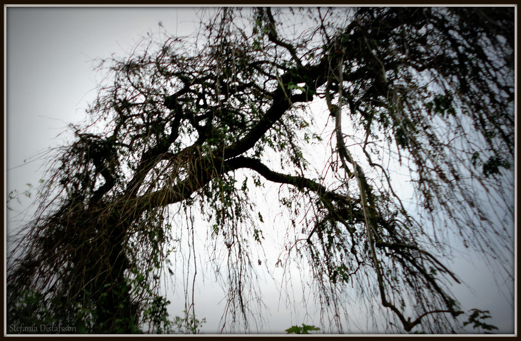 Sad Tree Types sad tree by MrsEfi on DeviantArt