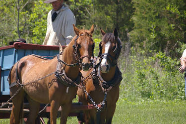 Horses and Wagon