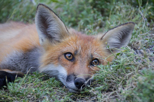 Red Fox 2 (Vulpes vulpes)