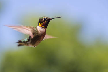 Ruby-throated hummingbird (Archilochus colubris)