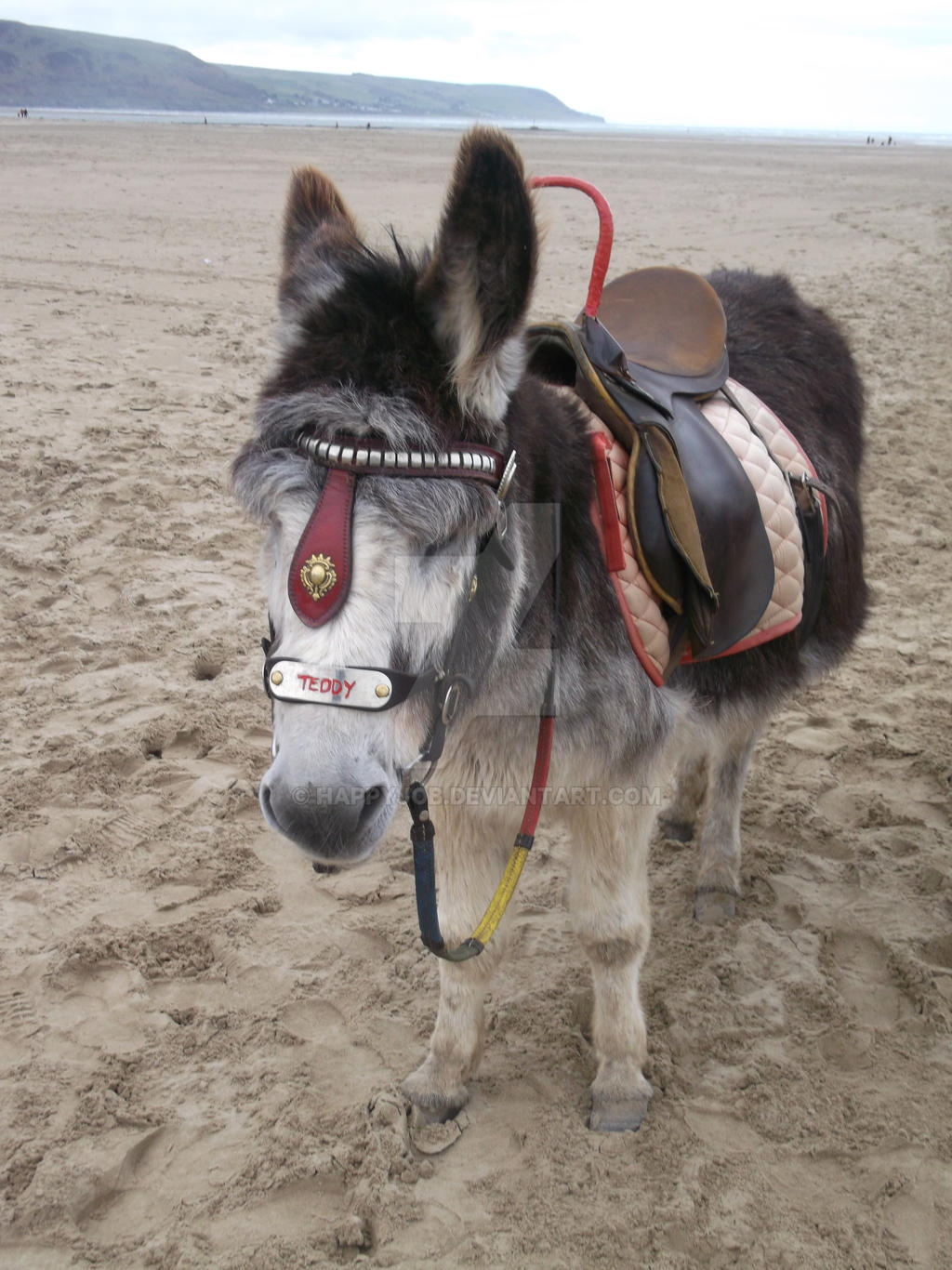 Teddy on Barmouth beach