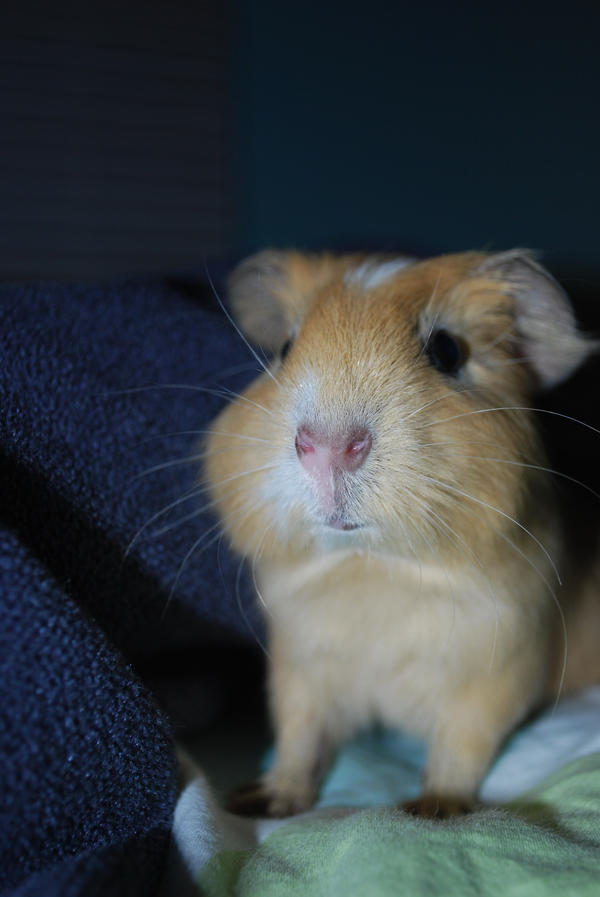 Fluffy Cheeks by RavenFeathers99 on DeviantArt