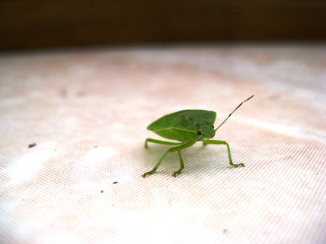 Green Bug