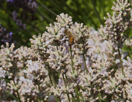 Love that lavender pollen