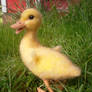 Needle Felted Baby Duck