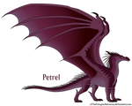 Petrel by xTheDragonRebornx