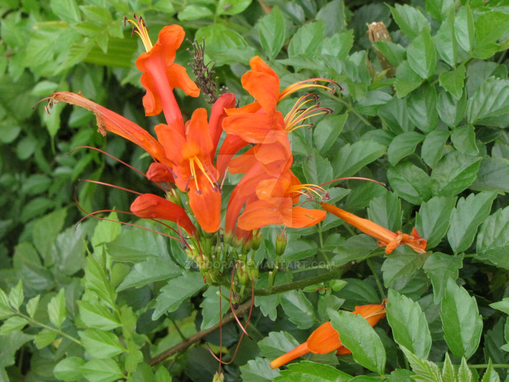 Good Morning Orange Flowers By Zordora On Deviantart