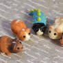 Five New Guinea Pigs