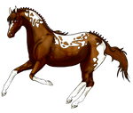 Stallion horse for adopt