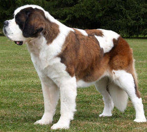 Nana the Saint Bernard Dog