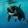 Orca And Calf
