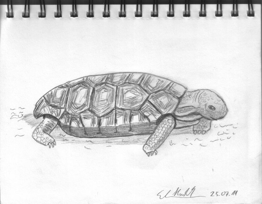 Gopher Tortoise By HaraldElsen On DeviantArt