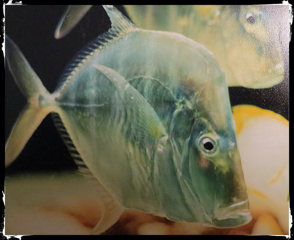 Interesting Fish by Molebut on DeviantArt