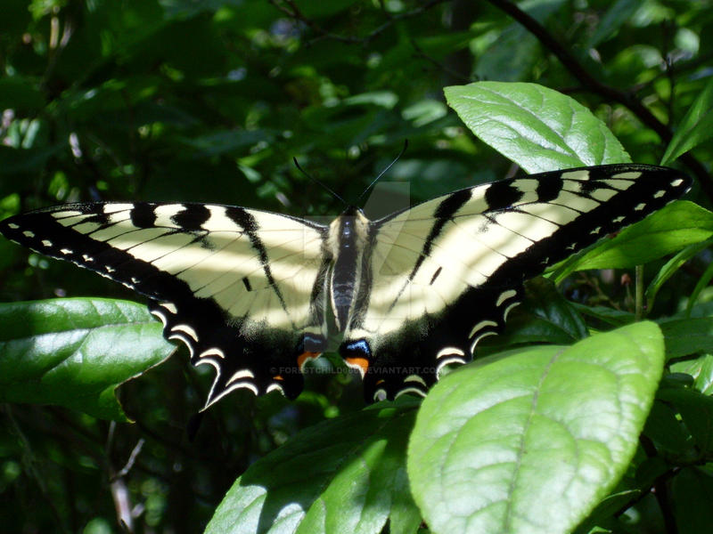 Yellow Swallow Tail