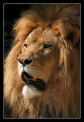 Lion Portrait.