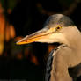 Wild Grey Heron...