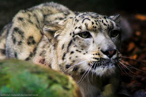 Snow Panther Hunting ...