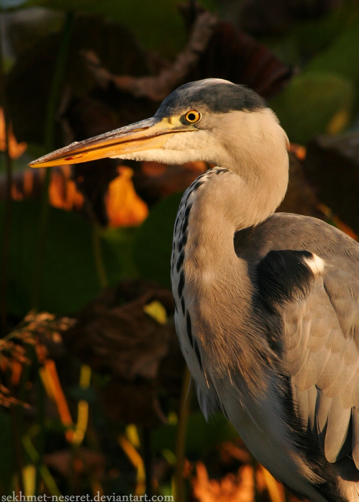 Wild Heron