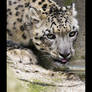 Leopard des Neiges