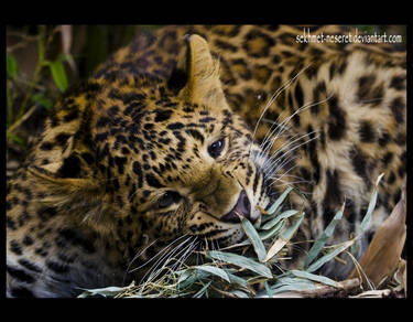 Vegetarian Leopard.