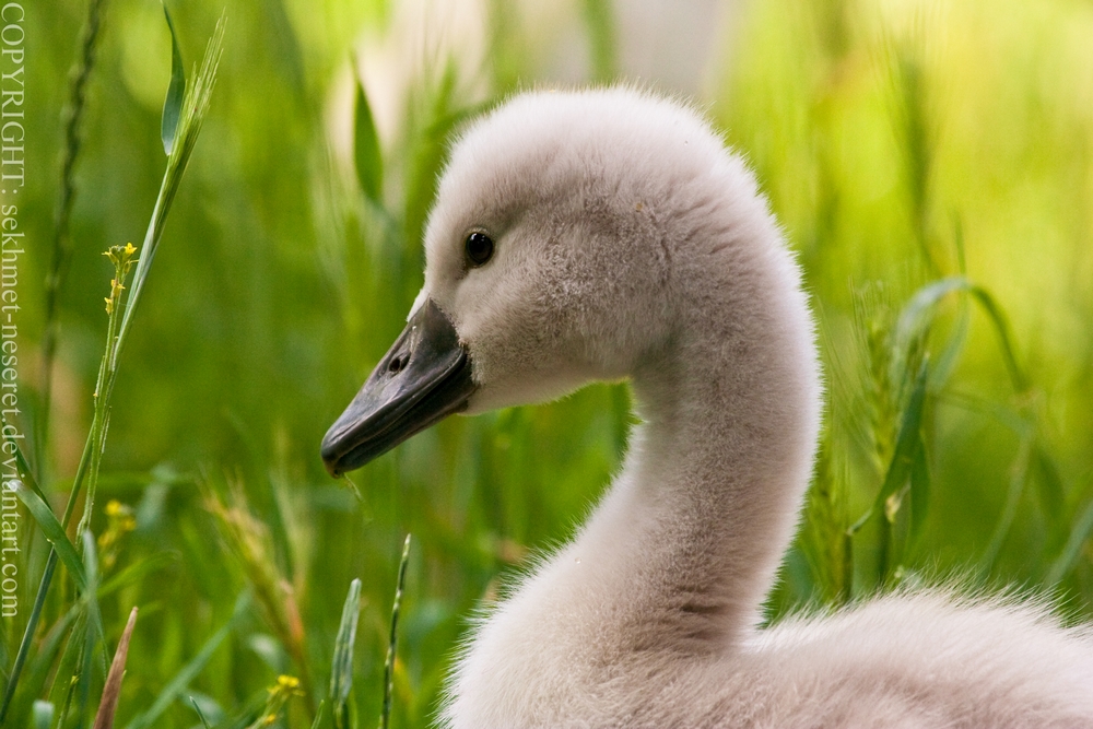 Petit Cygne.