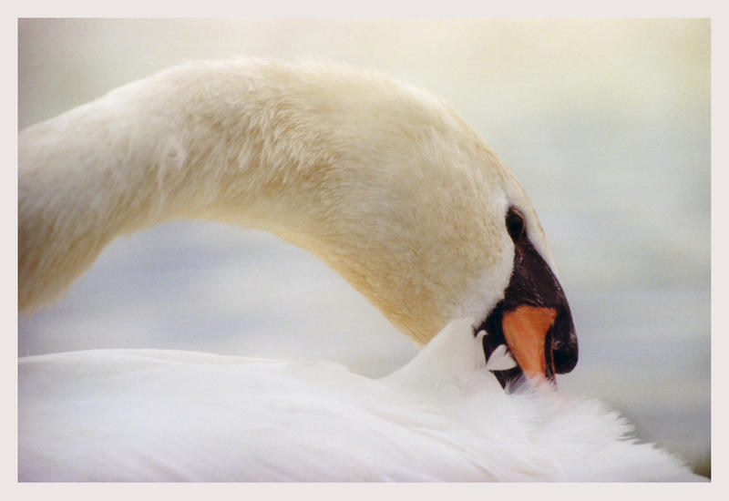 Swan head...
