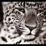 Big Spotted Cat