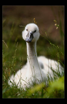 Baby Swan.