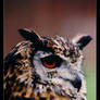 Hypnotzing Owl II
