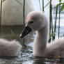 Mute Swan Cygnet