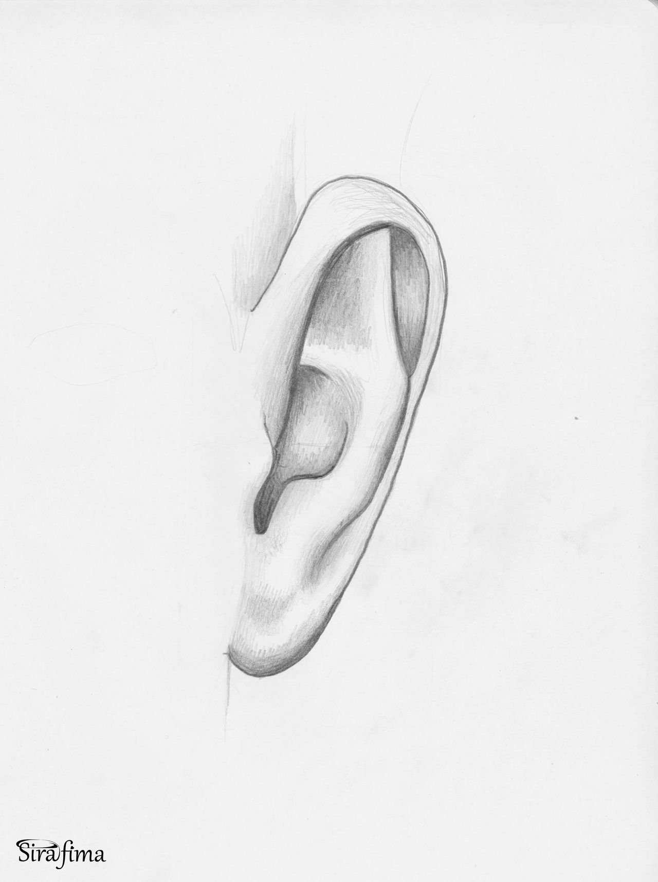 Ear From Front Front Ear Study by Sirafima on DeviantArt