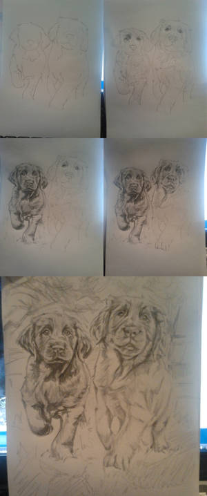 puppies in progress