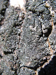 lichen bark blur