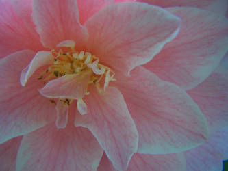 Pink Petals